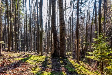 İtalya Alplerinde sonbahar. İtalyan Dolomitleri 'ndeki güzel İtalyan Ormanı.