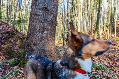 Sonbaharda ormanda bir köpek