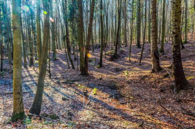 güneşli bir sonbahar ormanda