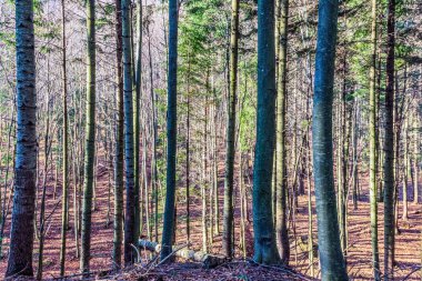 Polonya autumn ormanda