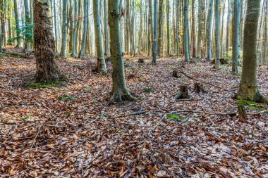 Sonbahar mevsiminde orman
