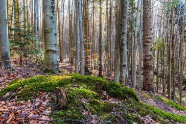 Yosun ve ağaçlı güzel bir orman.