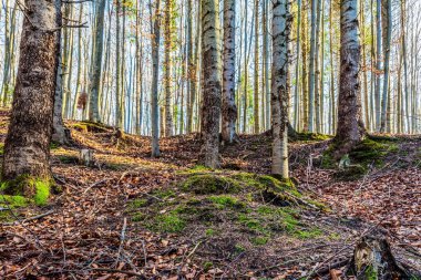 Güneşli bir günde devrilmiş ağaçlarla güzel bir sonbahar ormanı.