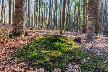 Orman ve eski ahşap yosunlarla kaplı.