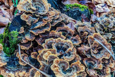 Ormandaki bir kütük üzerinde bir grup mantarın yakın çekimi.