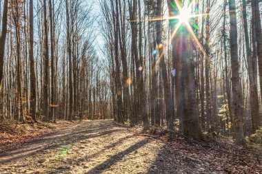 Güzel bir sonbahar ormanı, bir yolu ve ağaçları var.