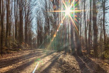 Ağaçlar ve yapraklarla dolu güzel bir sonbahar ormanı
