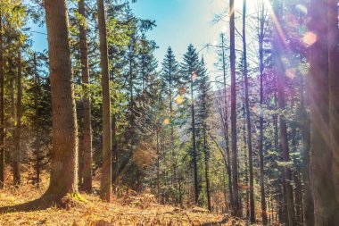 Ağaçlar ve yapraklarla dolu güzel bir sonbahar ormanı
