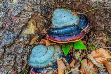Ağaç gövdesinde mantarlar