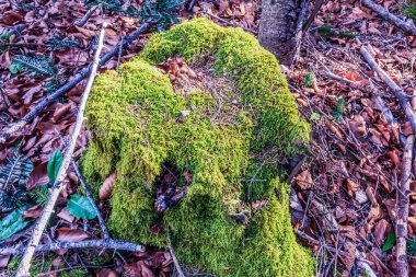 Ormandaki bir ağaçta yosun.