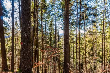 güneşli bir gün ormanda