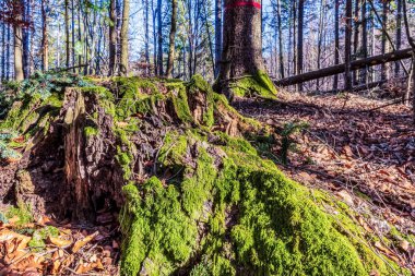 Ormanın güzel manzarası
