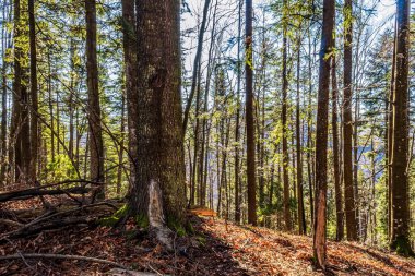Ağaçlı ve yeşil yapraklı orman