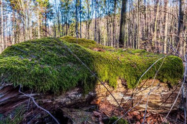 Yosun içinde eski bir ağaç gövdesinin dikey görüntüsü.