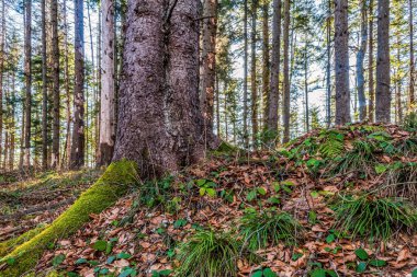 Yeşil yapraklı güzel sonbahar ağaçları.