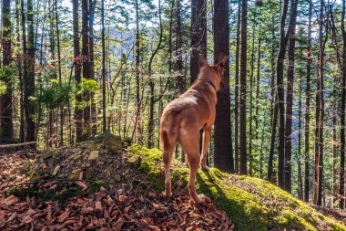 Dağlardaki sonbahar ormanında bir köpek. Evcil hayvan. Nova Scotia ördek paralı av köpeği
