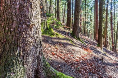 Ağaçları ve yeşil yaprakları olan güzel bir orman