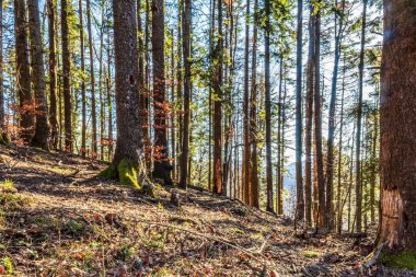 Orman ve kışın ağaçlar