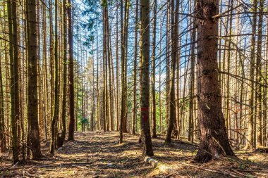 Ağaçlar ve yapraklarla dolu güzel sonbahar manzarası