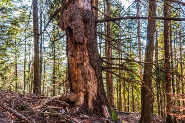 Karpatların güzel ormanları