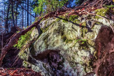 Bir kayanın arka planında büyük bir ağaç.