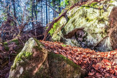 Doğadaki güzel orman