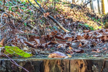 Düşmüş yapraklı bir ağaç gövdesinin dikey görüntüsü.