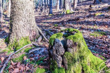 Ormanda yerde yatan güzel yeşil bir yosunun dikey yakın çekimi.