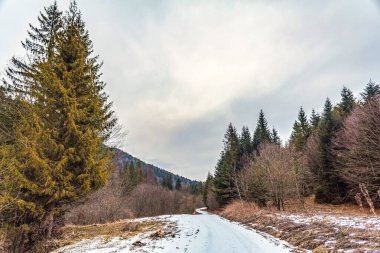 Çam ağaçlarının arasından yol
