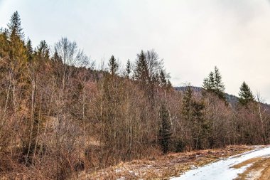 Kış ormanı ve kar - dağlarda ağaçlarla kaplı