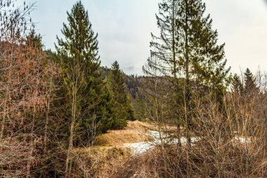 Ağaçlar ve ormanlarla dolu güzel sonbahar manzarası