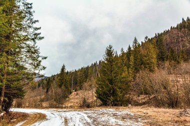 Ormanda ağaçla kaplı kış manzarası