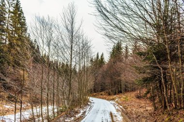 Karda kış ormanı.