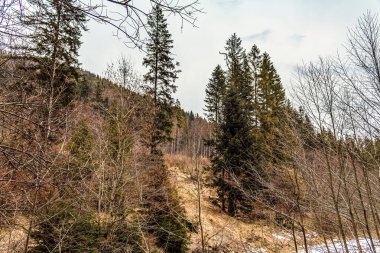 Ağaçlar ve ormanlarla dolu güzel bir manzara.