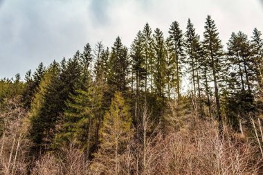 Karla kaplı bir orman manzarası