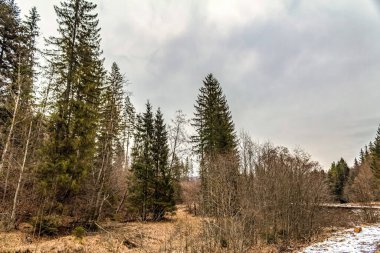 orman ve ağaçlar ile güzel sonbahar manzara