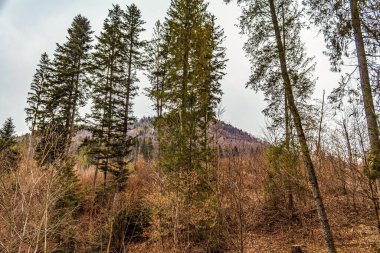 Dağlardaki orman ağaçları.