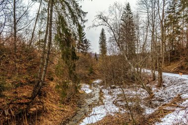 Karla kaplı bir ormanın dikey görüntüsü.