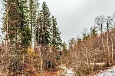 Güzel kış ormanı manzarası