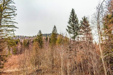 Bir ormanın dikey görüntüsü ve arka planda ağaçlar