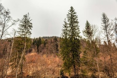 Ormanın kıyısındaki güzel bir ağaç görüntüsü.