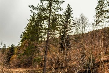 Nehir ve ağaçlarla dolu sonbahar manzarası
