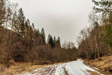 Sonbaharda ormanın içinden geçen yol.