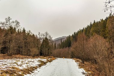 Ağaçlar ve karla kaplı kış manzarası