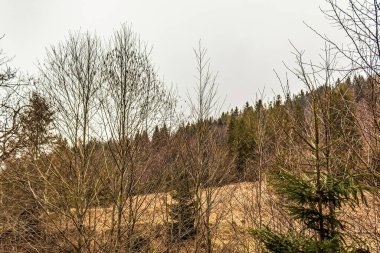 Ağaçlı güzel sonbahar manzarası