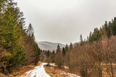 Karlı bir ormanın güzel manzarası.