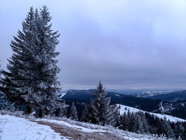 Ormandaki dağın tepesinde kar var.