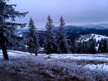 Orman, Karpatlar, Doğa Fotoğrafları - Avrupa, Doğu Avrupa, Romanya 