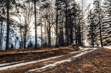 Karla kaplı ağaçlarla kaplı güzel kış manzarası
