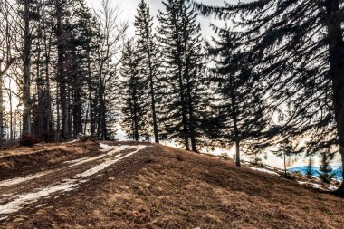 Ormanda yolu olan kış manzarası
